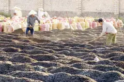 MÙI THƠM CỦA CÀ PHÊ VÀ NHỮNG GIỌT MỒ HÔI LAM LŨ