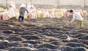 MÙI THƠM CỦA CÀ PHÊ VÀ NHỮNG GIỌT MỒ HÔI LAM LŨ