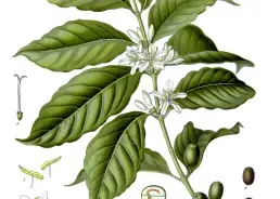 LỊCH SỬ CÂY CÀ PHÊ