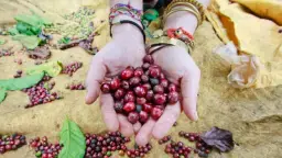 NGỪA UNG THƯ DẠ CON NHỜ CÀ PHÊ