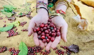 NGỪA UNG THƯ DẠ CON NHỜ CÀ PHÊ