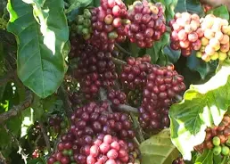 CÀ TẶC - NỖI KHỔ KHI ĐẾN MÙA