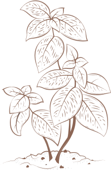 Khởi nguồn từ vùng đất cà phê Buôn Mê Thuột